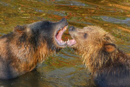 Téléchargez les photos : Mâchoire ludique entre mère et ourson - en image libre de droit