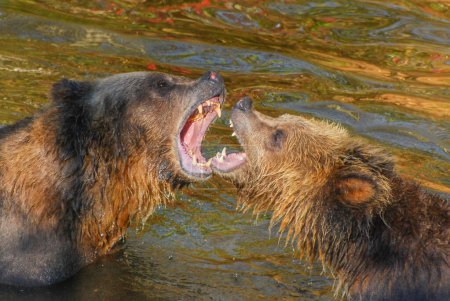 Téléchargez les photos : Mâchoire ludique entre mère et ourson - en image libre de droit