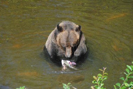 Foto de Un oso pardo se alimenta de salmón mientras está sentado en el río - Imagen libre de derechos
