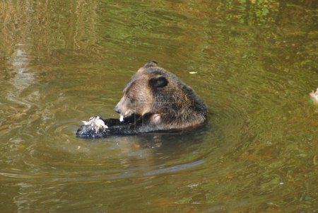 Téléchargez les photos : Un grizzli se nourrissant de saumon assis dans la rivière - en image libre de droit