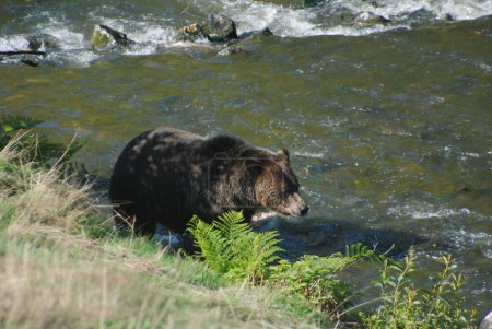 Téléchargez les photos : Grand beau grizzli à la recherche de saumon rose à attraper - en image libre de droit
