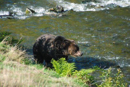 Téléchargez les photos : Grand beau grizzli à la recherche de saumon rose à attraper - en image libre de droit
