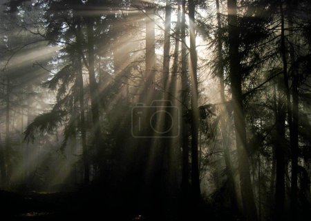 Téléchargez les photos : Rayons de soleil brillent à travers une forêt brumeuse et brumeuse - en image libre de droit