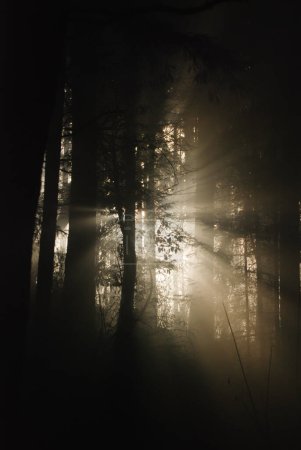 Téléchargez les photos : Le soleil tente de percer la forêt par une journée brumeuse et brumeuse créant une image exceptionnellement hantante - en image libre de droit