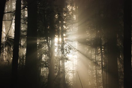 Téléchargez les photos : Le soleil tente de percer la forêt par une journée brumeuse et brumeuse créant une image exceptionnellement hantante - en image libre de droit