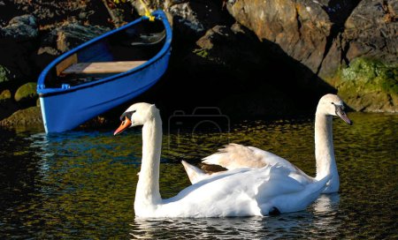 Téléchargez les photos : Deux cygnes muets nagent ensemble sur un étang calme avec une barque derrière - en image libre de droit