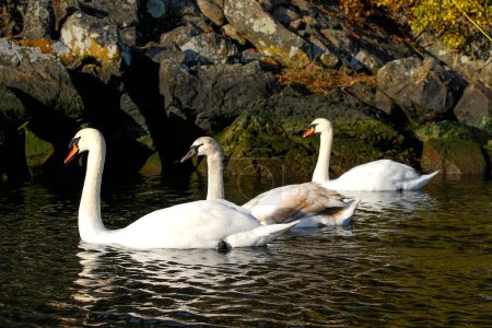 Photo for Three Mute Swans swim in a calm bay near Victoria, BC, Canada - Royalty Free Image