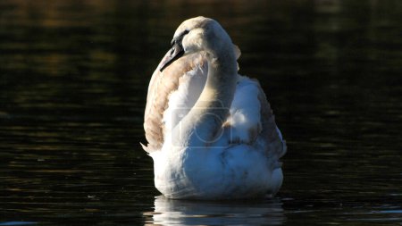 Photo for Beautiful Swan swims on a calm pond near Victoria, BC, Canada - Royalty Free Image