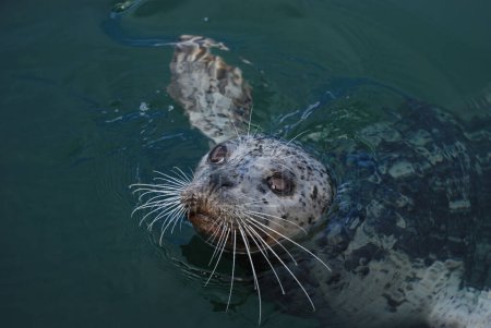 Photo for A Pacific harbor seal swims close to look for food - Royalty Free Image
