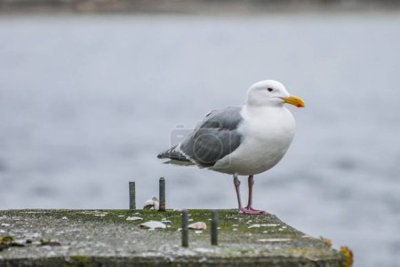 Photo for A Gull sit patiently atop a cement pier piling waiting for some food to eat - Royalty Free Image