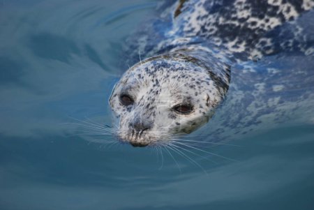 Foto de Una foca del puerto del Pacífico nada cerca para buscar comida - Imagen libre de derechos