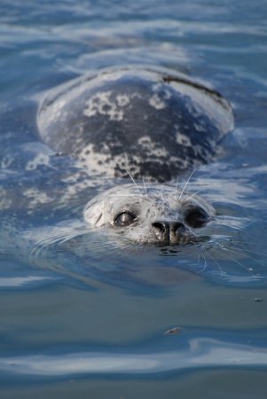 Photo for A Pacific harbor seal swims close to look for food - Royalty Free Image