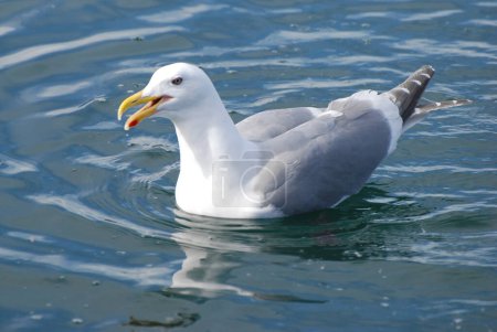 Photo for An inquisitive sea gull - Royalty Free Image