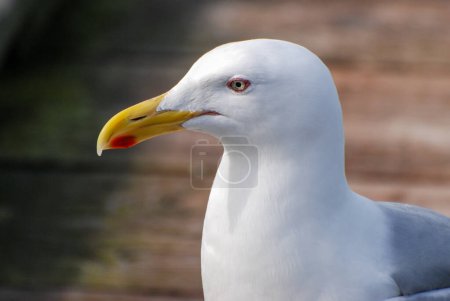 Photo for An inquisitive sea gull - Royalty Free Image