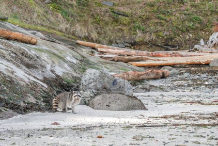 Foto de Un mapache salvaje que vive en la isla DeCourcy al este de la isla Vancouver mira hacia mi kayak - Imagen libre de derechos