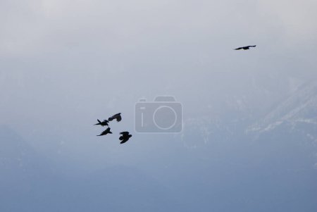 Téléchargez les photos : Des corbeaux volent haut au-dessus d'une vallée boisée et enneigée derrière le mont Benson sur l'île de Vancouver - en image libre de droit