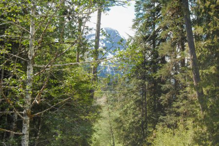 Téléchargez les photos : Della Falls culmine dans les arbres du parc provincial Strathcona, île de Vancouver, C.-B., Canada - en image libre de droit