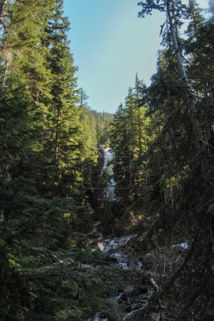 Foto de Una vista de la cascada a través de los árboles en Strathcona Provincial Park, BC, Canadá - Imagen libre de derechos