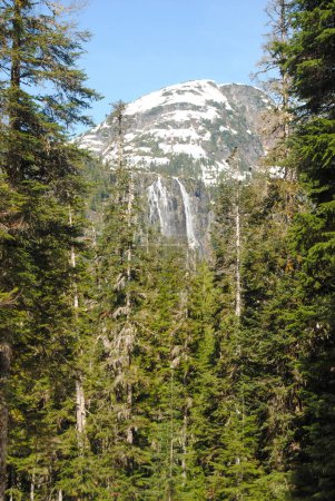 Photo for A waterfall view through the trees in Strathcona Provincial Park, BC, Canada - Royalty Free Image