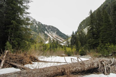 Téléchargez les photos : Terrain subalpin dans le parc provincial Strathcona, île de Vancouver, Colombie-Britannique, Canada - en image libre de droit