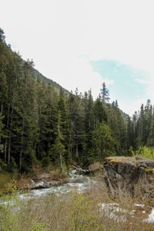 Téléchargez les photos : Terrain subalpin dans le parc provincial Strathcona, île de Vancouver, Colombie-Britannique, Canada - en image libre de droit