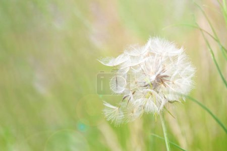 Dandelion spores float on a gentle breeze in a calm summer meadow