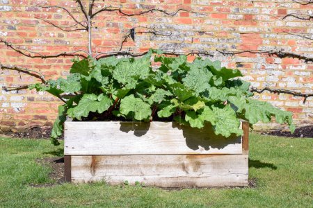 Home grown rhubarb in raised planter on allotment in a garden to grow food in a sustainable way
