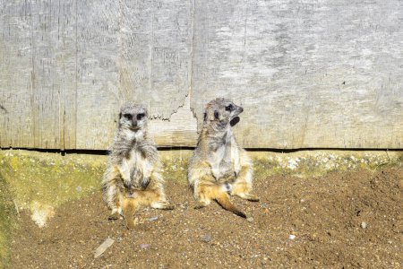 Two meercats sit together one is facing away as if to ignore the other