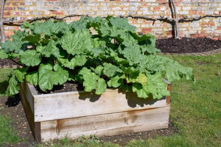Photo for Home grown rhubarb in raised planter on allotment in a garden to grow food in a sustainable way - Royalty Free Image