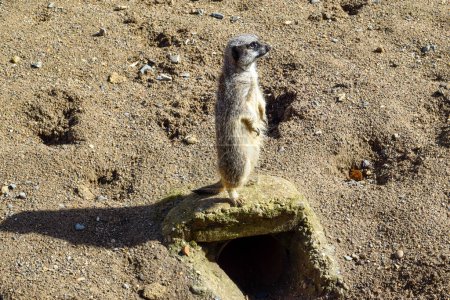 Meercat with funny expression standing on a wall and looking at camera