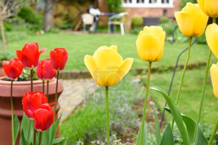 Tulpen wachsen mit Blick auf einen Garten im Hintergrund, die Blüten sind rot und gelb
