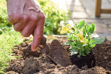 Mature man planting flowers in a flower bed while gardening at home close up on hands