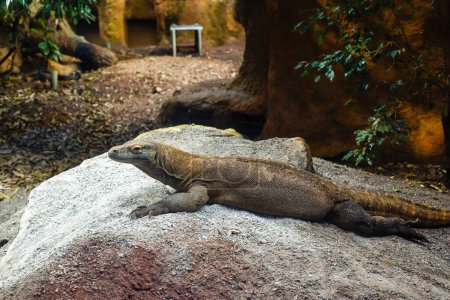 Komodo dragon in captivity in the zoo These reptiles have a poisonous saliva and are known to be dangerous