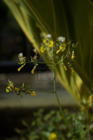 Photo for Senecio vulgaris flower that grows next to other flowers in the same pot - Royalty Free Image
