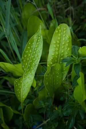 Foto de Pennisetum setaceum planta que crece en una carretera de campo de granja - Imagen libre de derechos