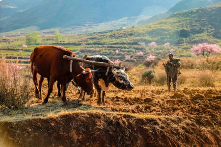 Téléchargez les photos : Champ de labour de boeufs dans le royaume du Lesotho - en image libre de droit