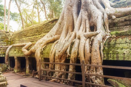 Photo for Famous Ta Prohm ruins with giant tree growing over the roof. - Royalty Free Image