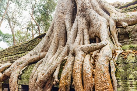 Photo for Famous Ta Prohm ruins with giant tree growing over the roof. - Royalty Free Image