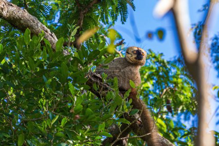 Téléchargez les photos : Lémurien brun commun dans la nature - en image libre de droit