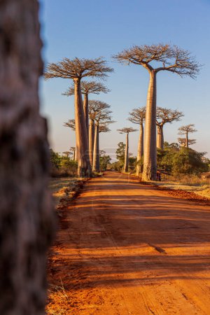 Téléchargez les photos : L'avenue des Baobabs dans la lumière de l'après-midi - en image libre de droit