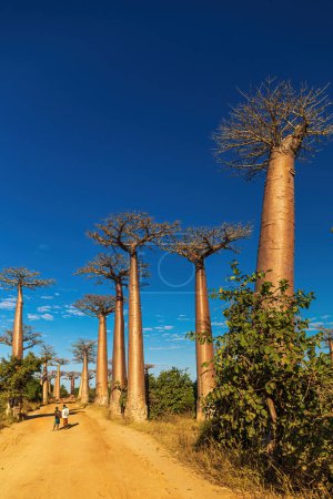 The Avenue of the Baobabs with two undisclosed Malagasy standing in the middle of the road