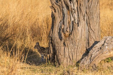 Photo for Serval wild cat behind tree, side shot - Royalty Free Image
