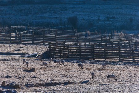 Foto de Grúas de cuello negro en el valle de Phobjikha durante la temporada de invierno. - Imagen libre de derechos