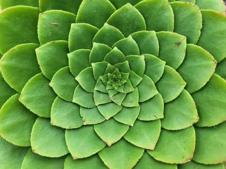 Téléchargez les photos : Echeveria succulente spirale archimédienne avec motif fibonacci - en image libre de droit