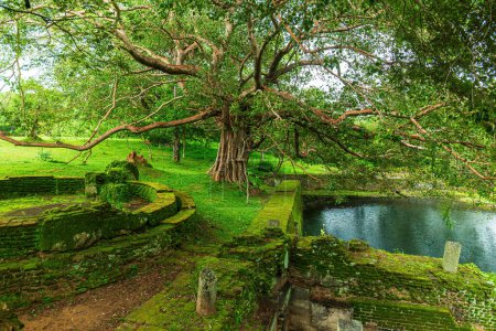 Photo for Enchantetd moss green ruins in Polonnaruwa - Royalty Free Image