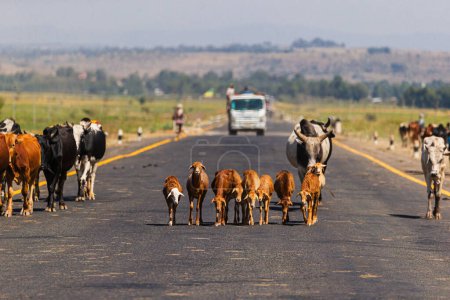 Tiere laufen die Straße entlang