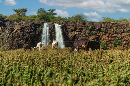 Téléchargez les photos : Chutes du Nil Bleu Africain, Tis Issat à faible niveau d'eau - en image libre de droit