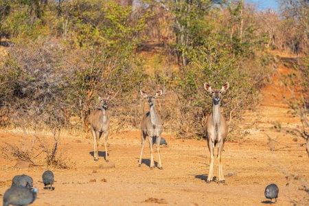 Impala antelopes at a waterhole staring into the camera