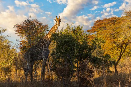 Téléchargez les photos : Girafe dans le parc national de Hwange - en image libre de droit