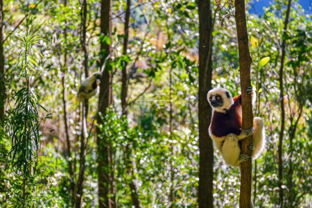 El Coquerel Sifaka en su entorno natural en un parque nacional en la isla de Madagascar